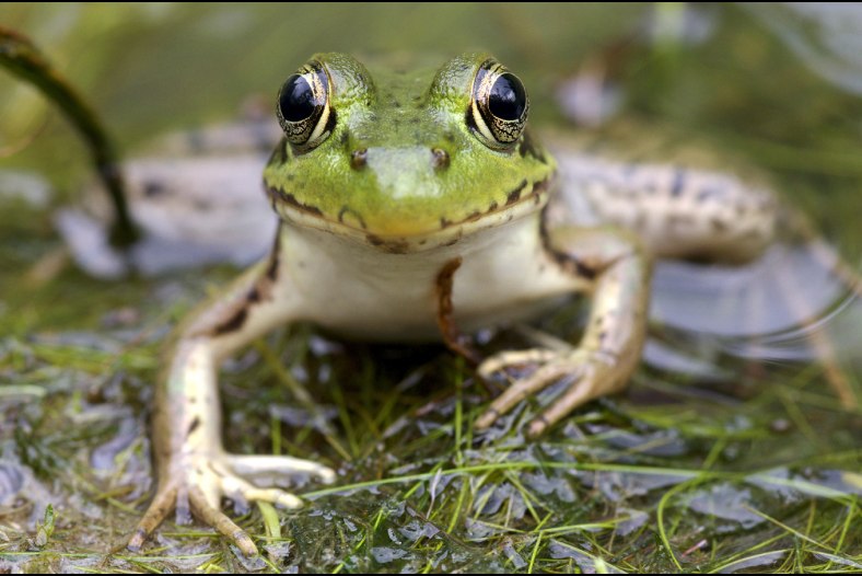 Happy frog